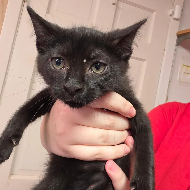 A baby small-sized male Black Domestic Short Hair cat named Night Crawler FKA Felix for adoption in Leander, TX