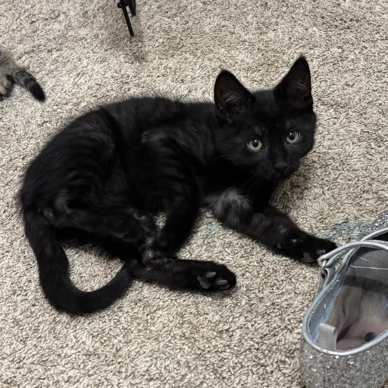 A baby small-sized male Black Domestic Short Hair cat named Chance for adoption in Buffalo, MN