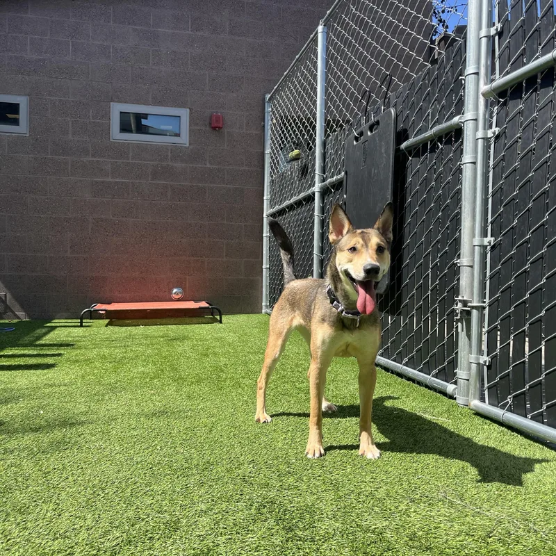 Moonflower thumbnail 2