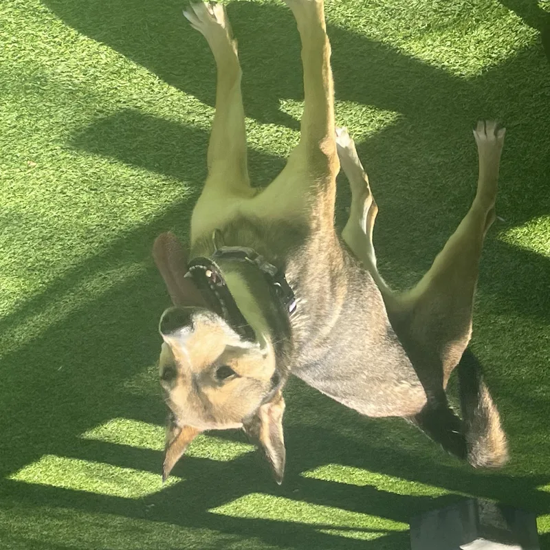 Moonflower thumbnail 3