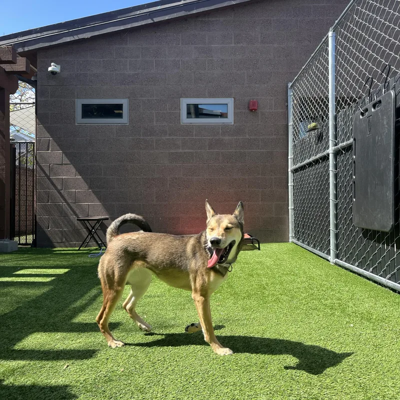 Moonflower thumbnail 4