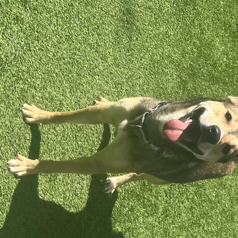 Moonflower thumbnail 5