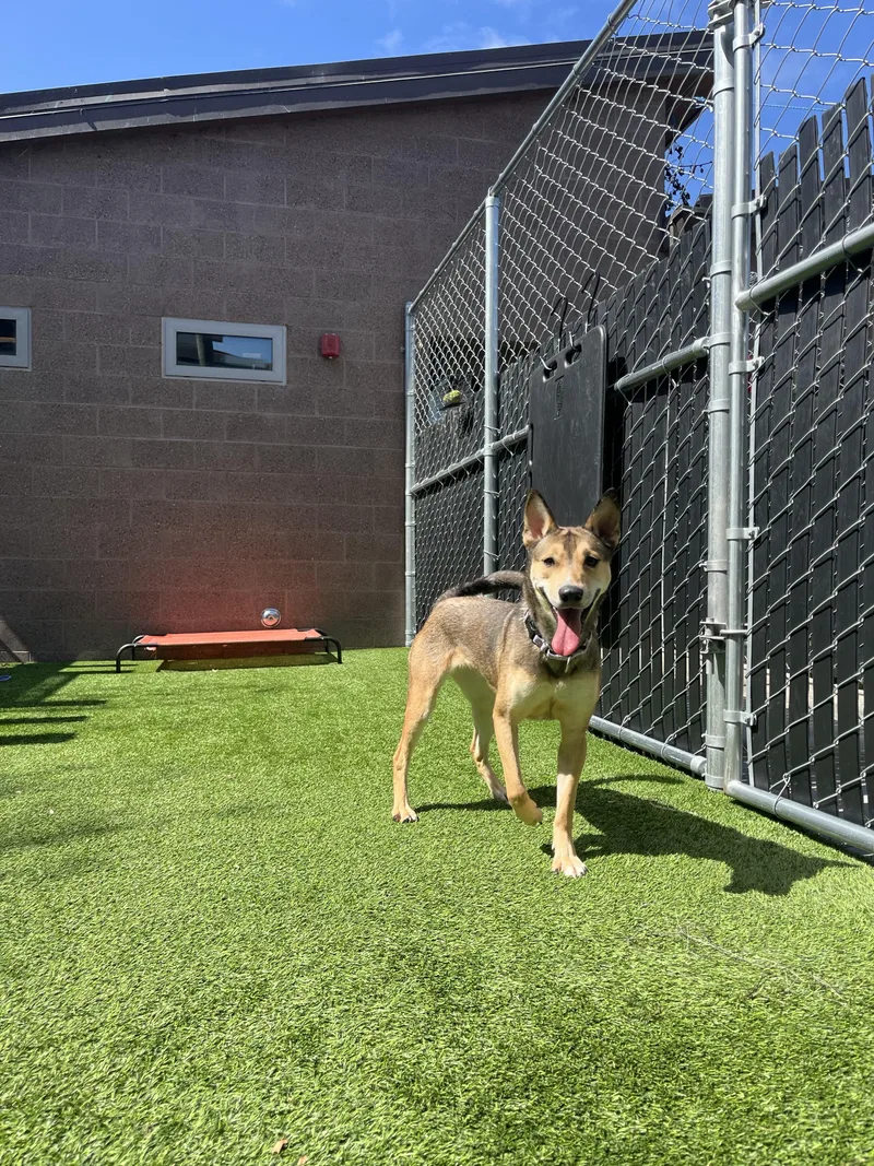 Moonflower thumbnail 6