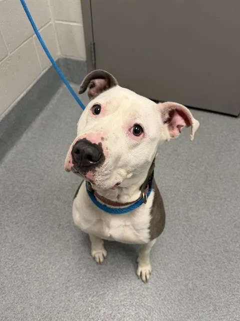 An adult medium-sized female Pit Bull Terrier dog named Starfire for adoption in Indianapolis, IN