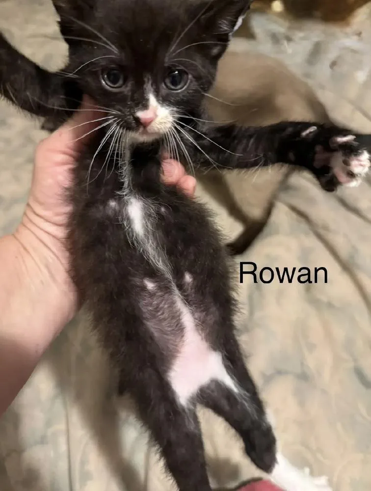 Rowan