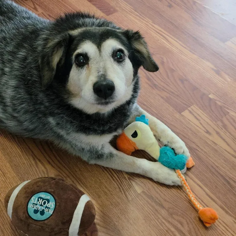A senior large-sized male Merle (Blue) Australian Cattle Dog / Blue Heeler dog named Trigger for adoption in Beulaville, NC