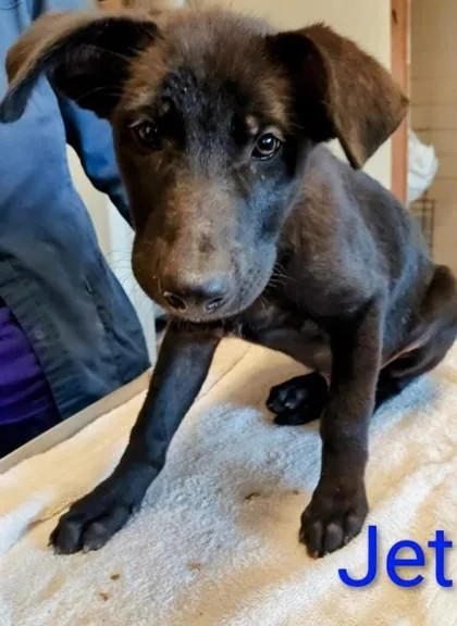 A young large-sized male Labrador Retriever dog named Jet for adoption in Kansas City, MO