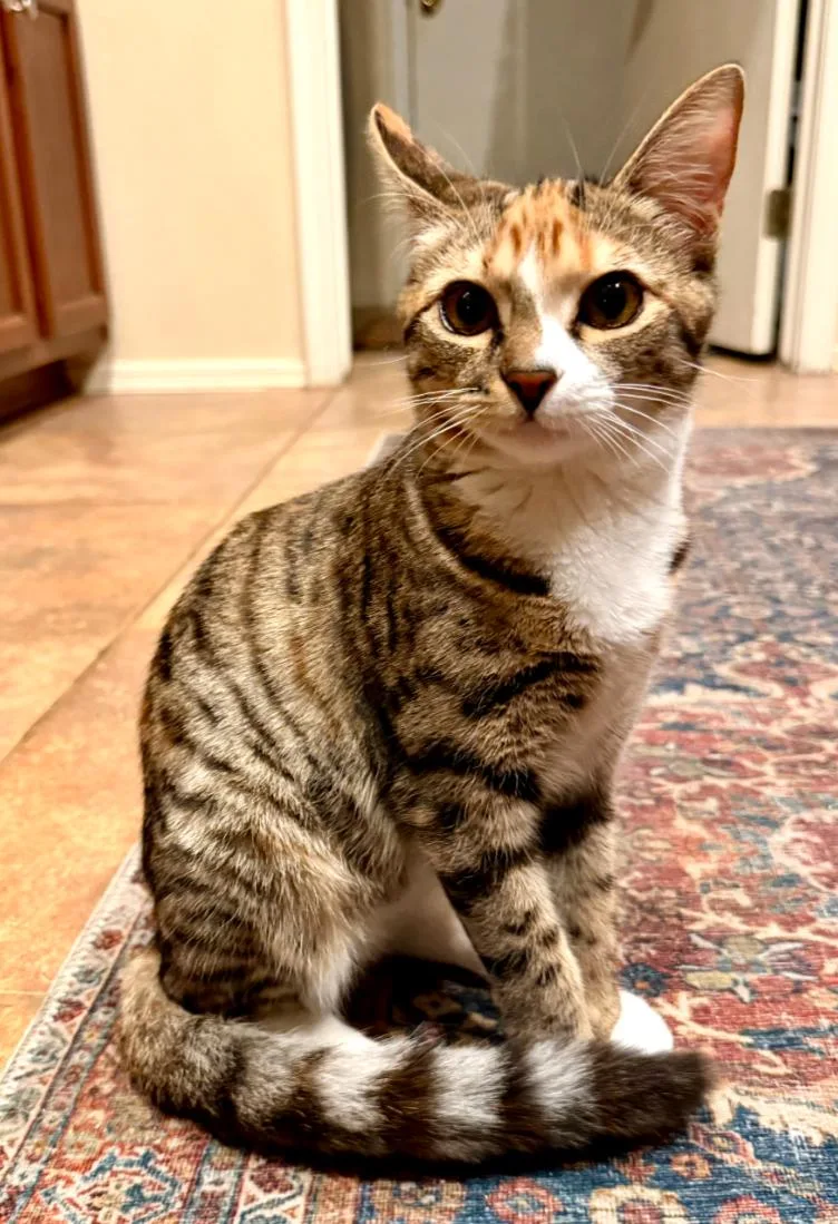 A young medium-sized female Domestic Short Hair cat named Freya for adoption in Phoenix, AZ