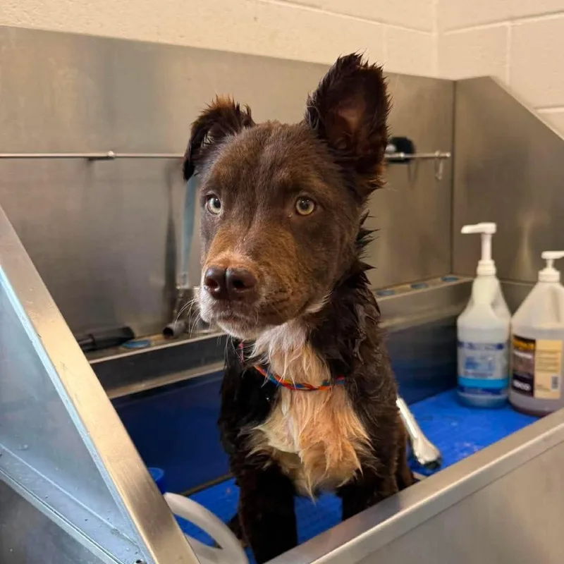 A baby medium-sized female Brown / Chocolate Cattle Dog dog named Pepper for adoption in Rocky Mount, VA