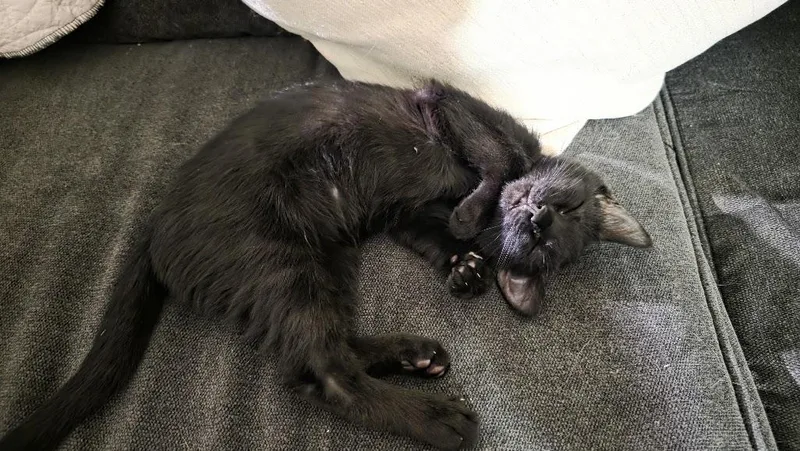 A young medium-sized male Black Domestic Short Hair cat named Oberon for adoption in Rockville, MD