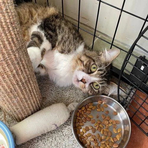 A young medium-sized male Brown / Chocolate Domestic Medium Hair cat named Manny for adoption in Vashon Island, WA