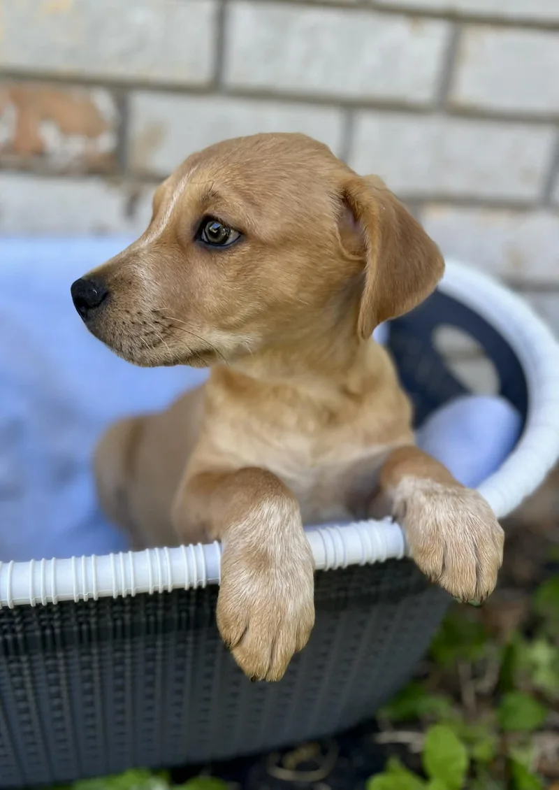 Wolfgang thumbnail 2