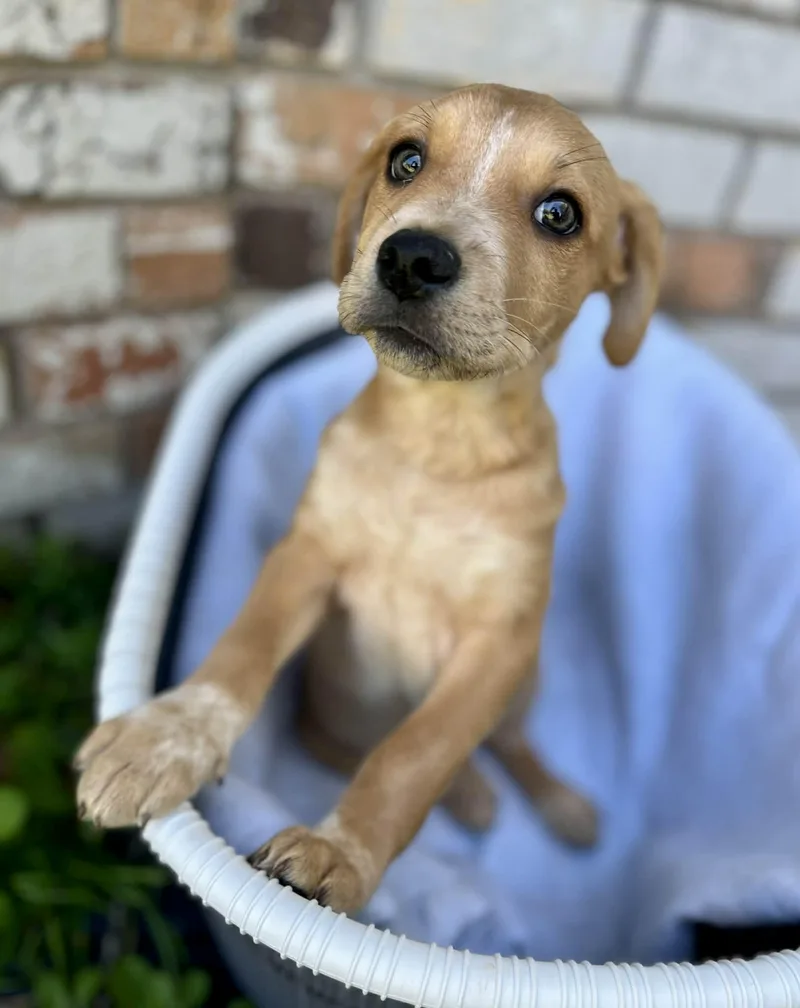 Wolfgang thumbnail 3