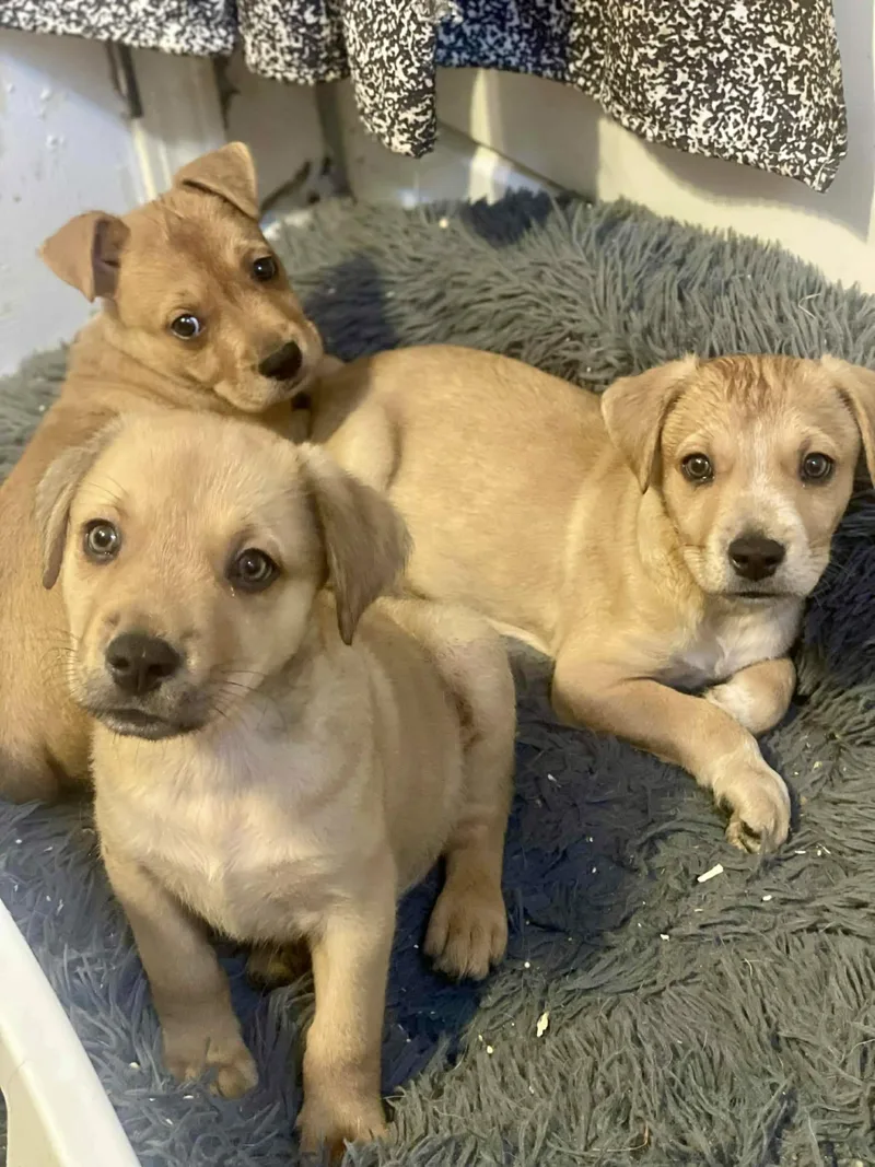 Wolfgang thumbnail 4