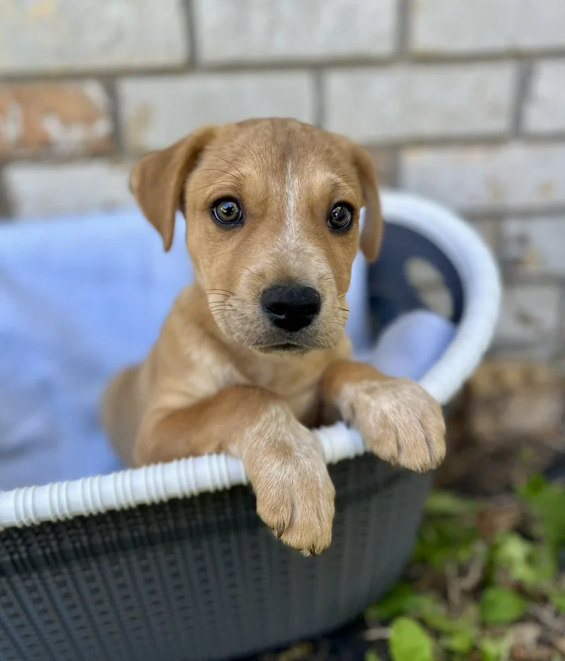 Wolfgang thumbnail 5