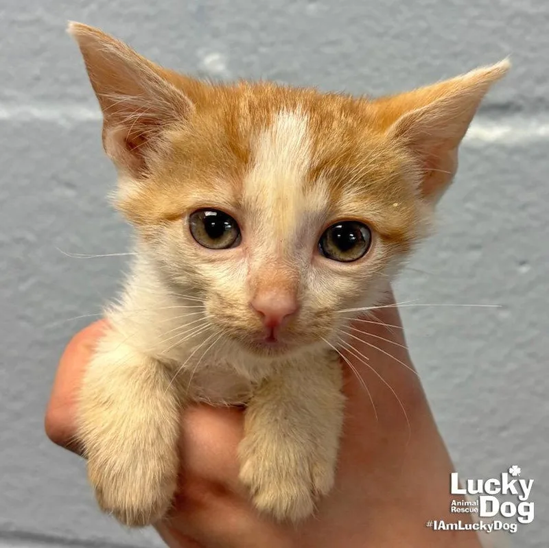 A baby medium-sized female Orange & White Domestic Short Hair cat named Creek for adoption in Washington, DC