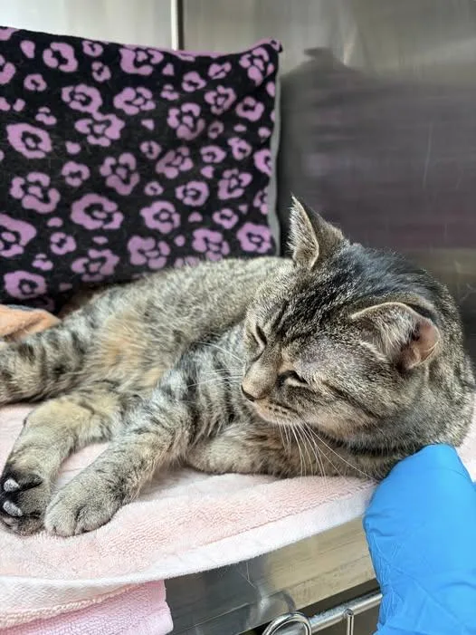 A senior medium-sized female Domestic Short Hair cat named Sammi With An I for adoption in Derwood, MD