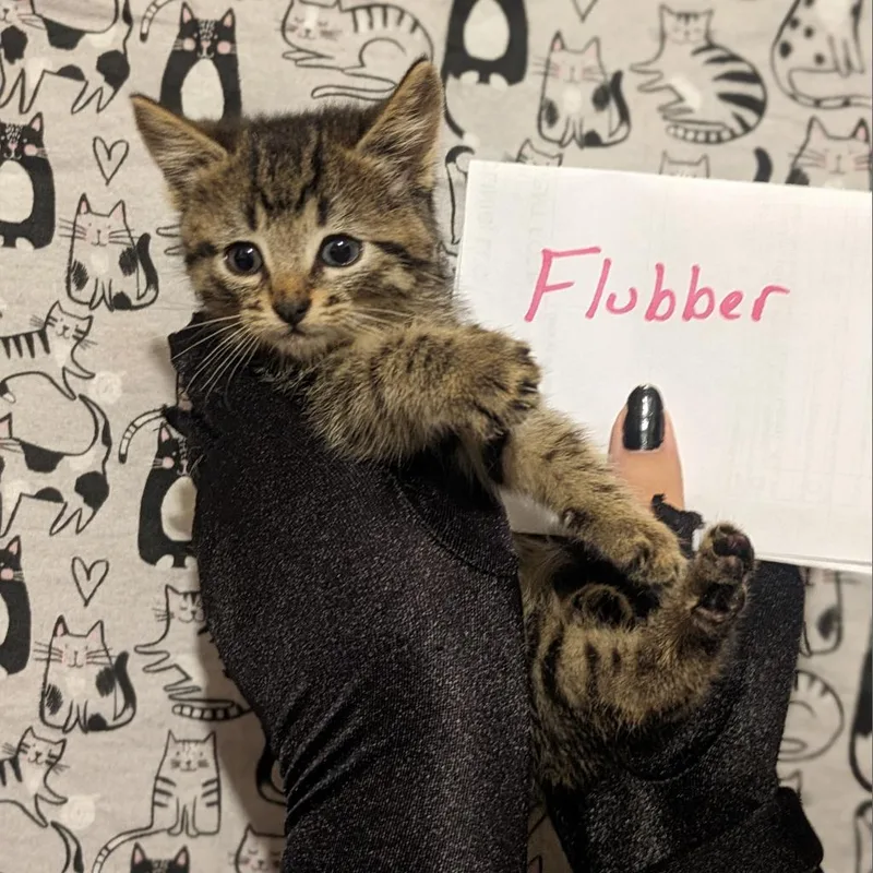 Flubber thumbnail 6