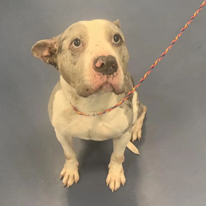 A young medium-sized female Gray / Blue / Silver Pit Bull Terrier dog named Snickers for adoption in Greensboro, NC