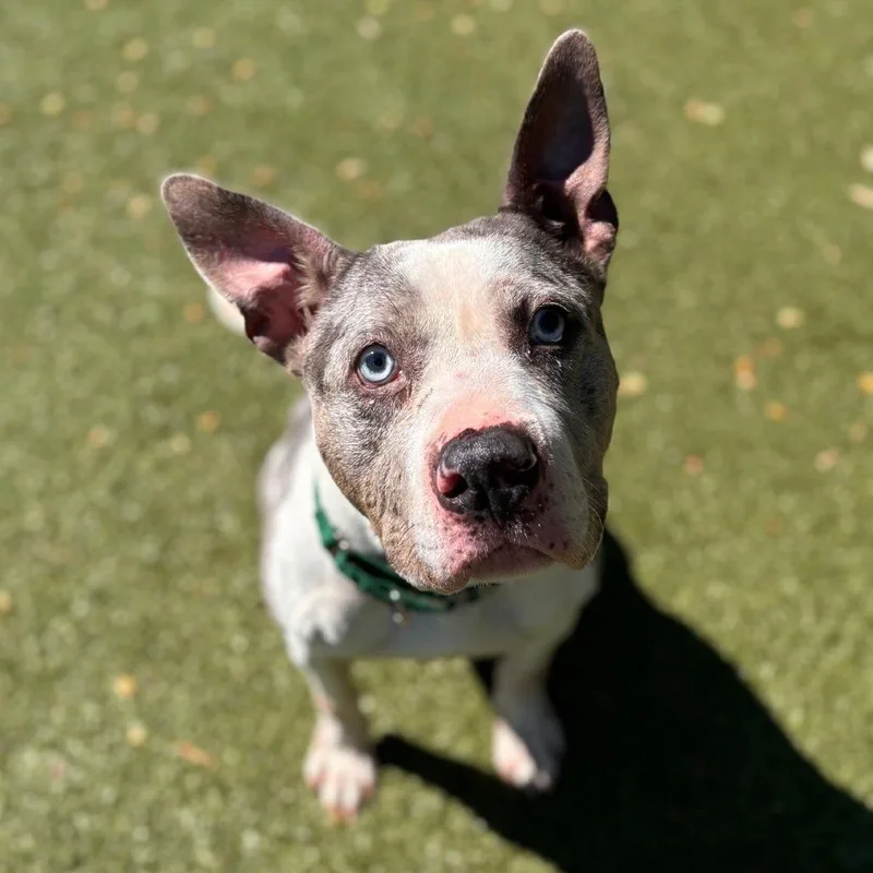 Snickers thumbnail 2