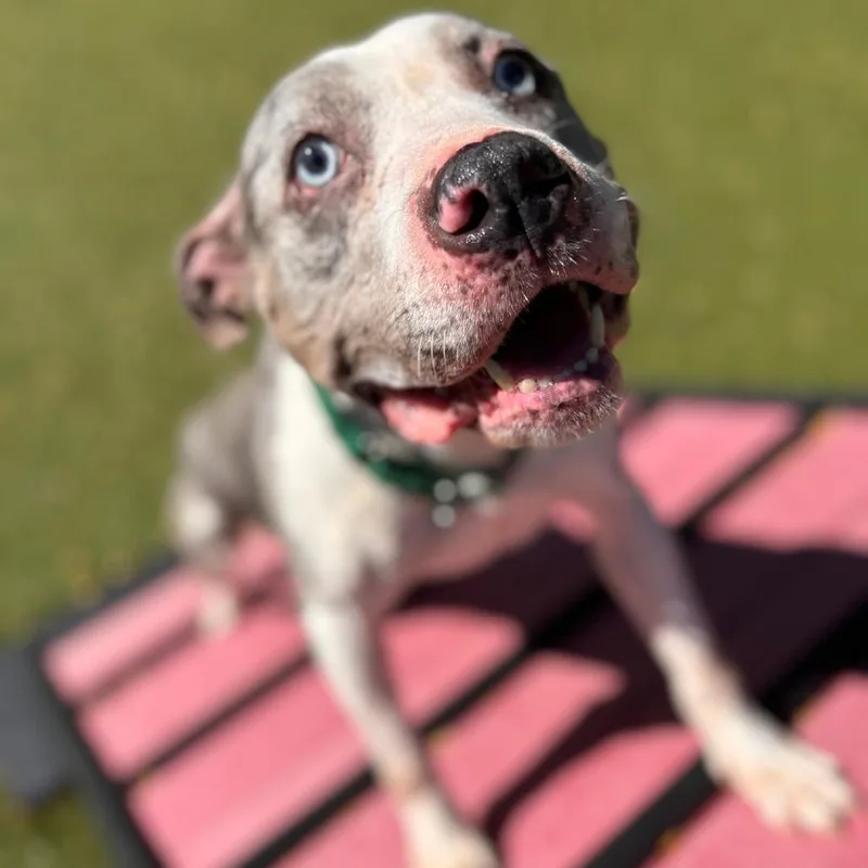 Snickers thumbnail 3