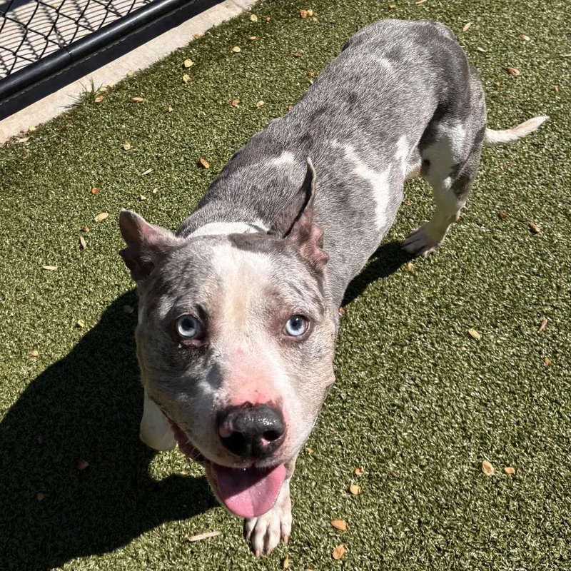 Snickers thumbnail 4