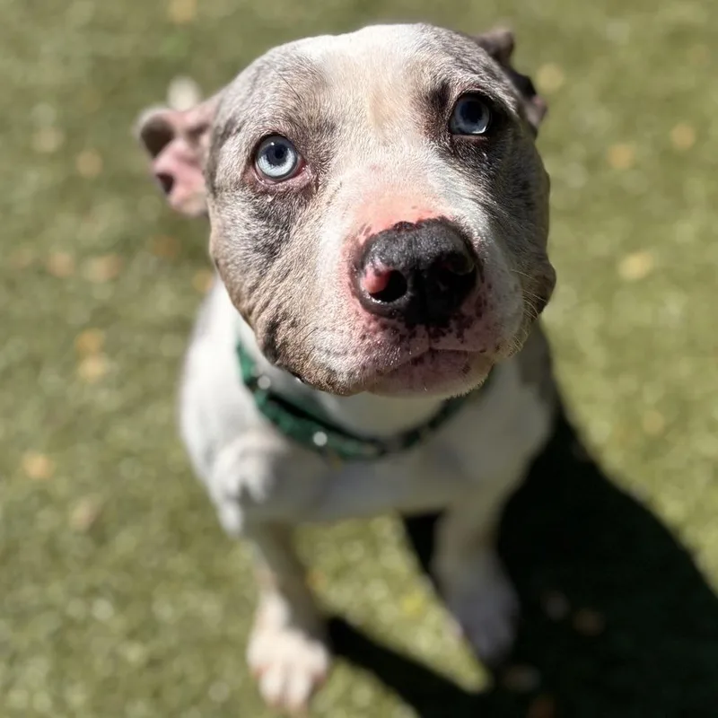 Snickers thumbnail 5