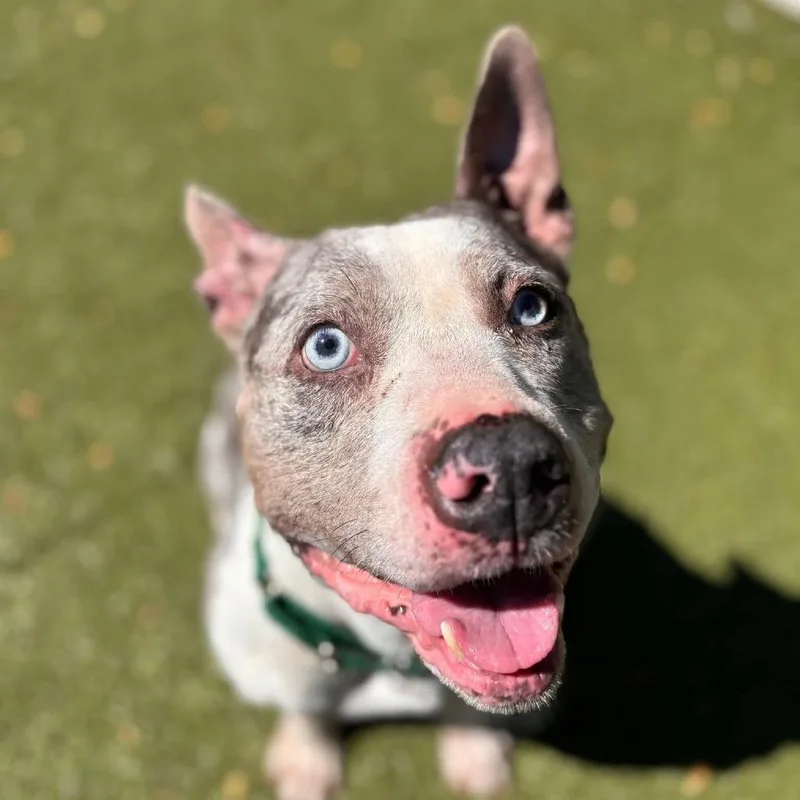 Snickers thumbnail 6