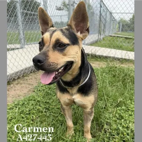 A young medium-sized female Pit Bull Terrier dog named Carmen for adoption in Conroe, TX