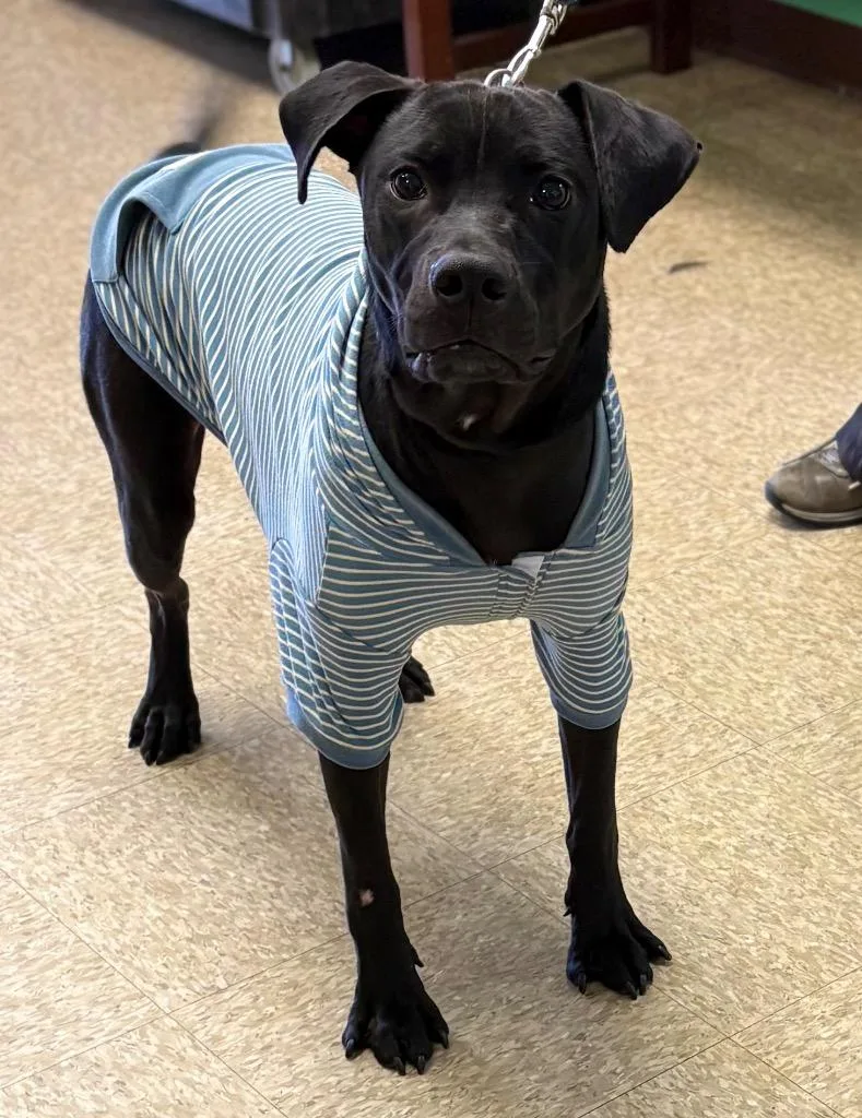 A young large-sized male Labrador Retriever dog named Sultan for adoption in Nacogdoches, TX