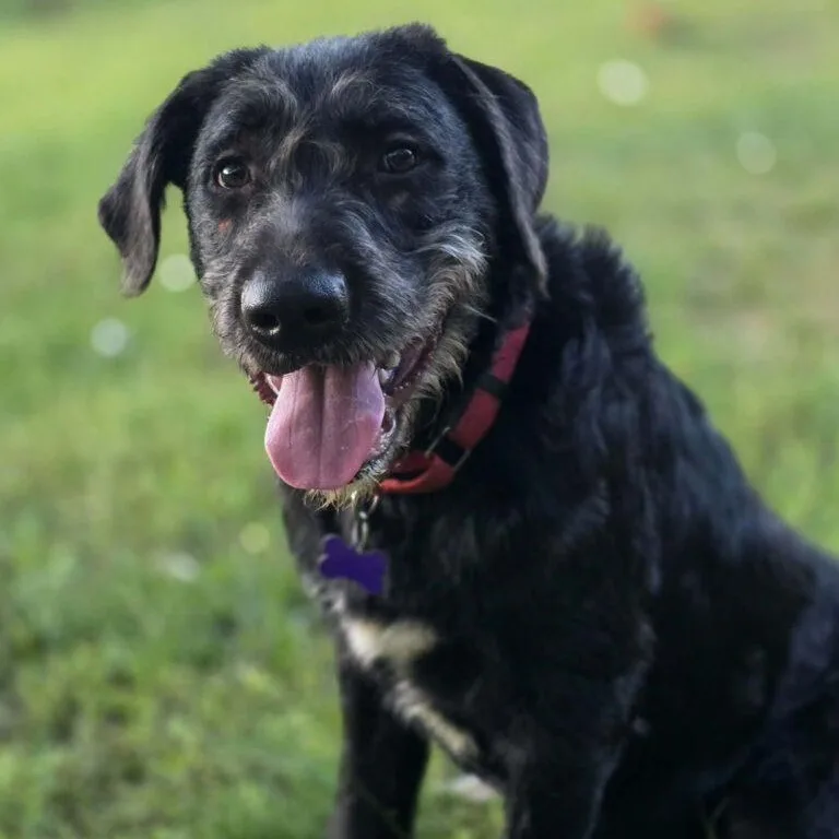 A young medium-sized male Labradoodle dog named Moe for adoption in Red Hook, NY