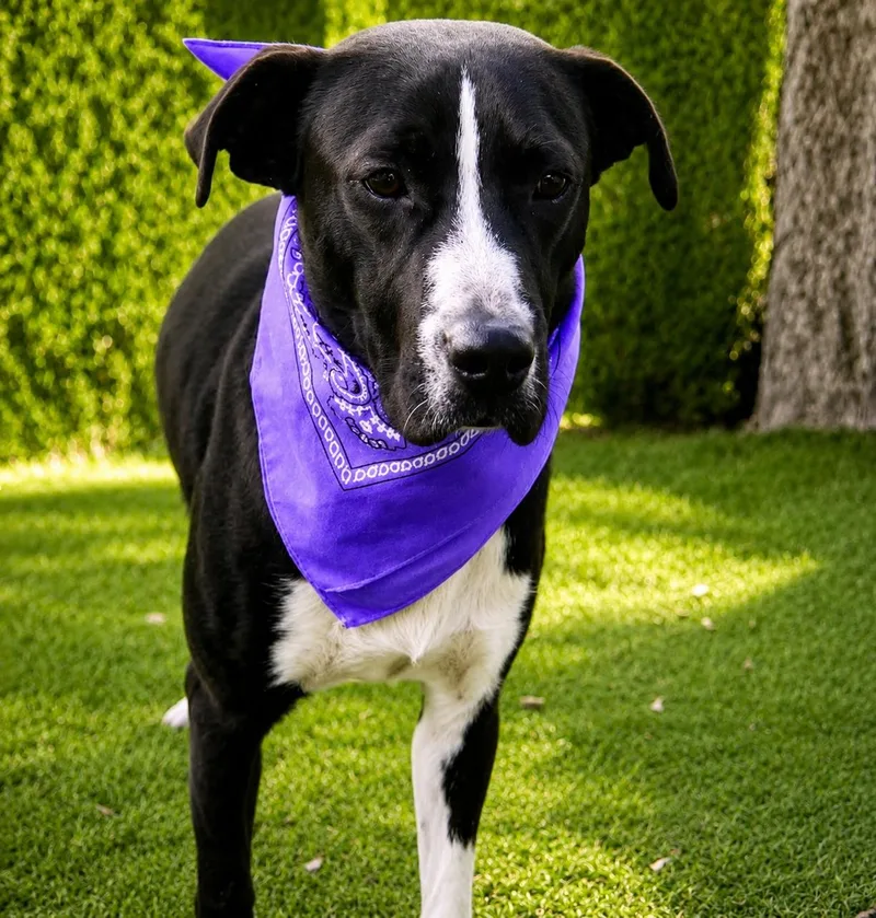 An adult medium-sized male Black Labrador Retriever dog named Irvington for adoption in Houston, TX
