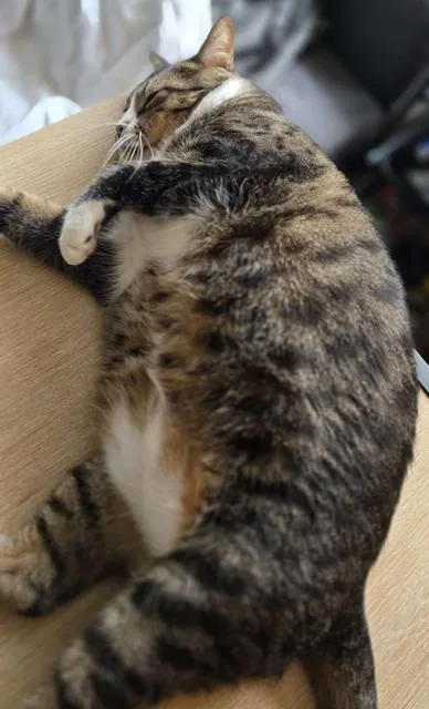 An adult medium-sized male Domestic Short Hair cat named Criminal Rm for adoption in Rockaway, NJ
