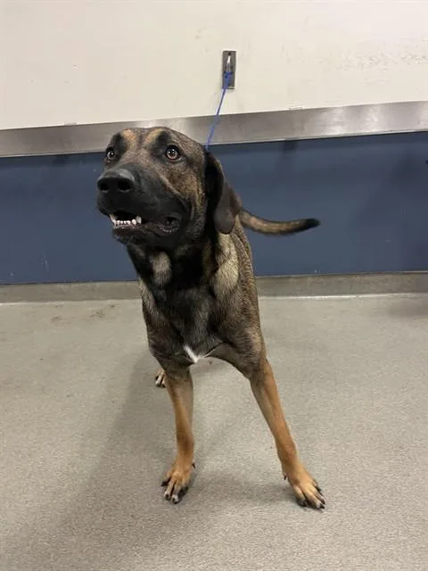 A young large-sized male Belgian Shepherd / Malinois dog named Bud for adoption in Miami, FL