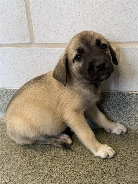 A baby large-sized female Mixed Breed dog named Dragon for adoption in Dallas, TX