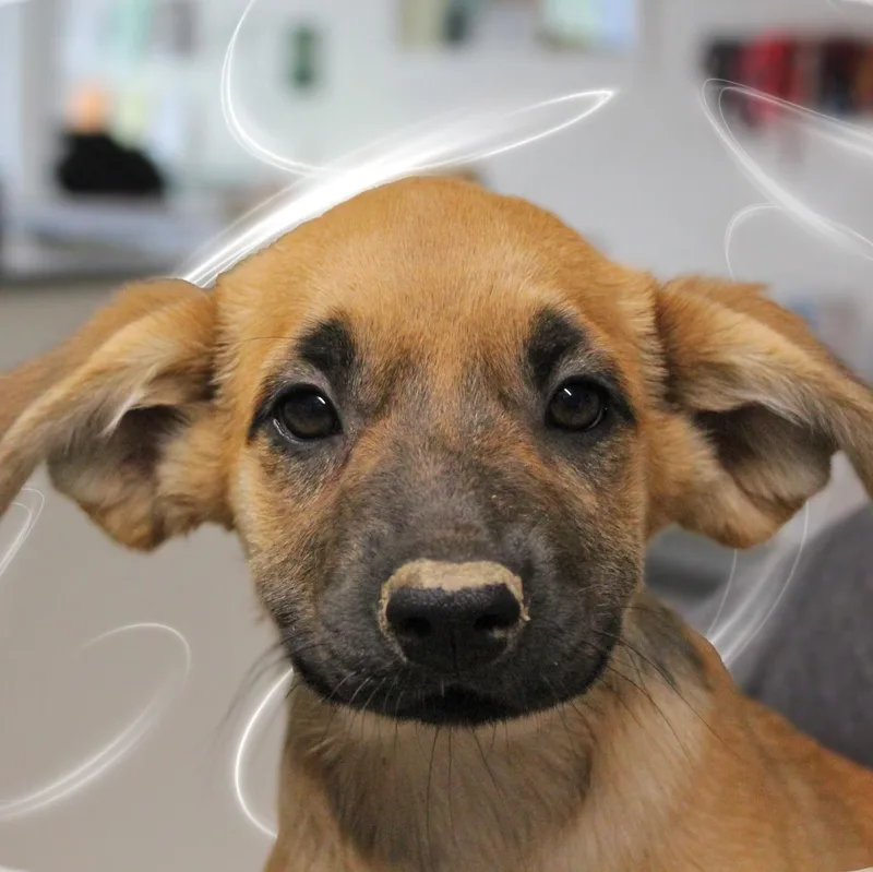 A baby medium-sized female Red / Chestnut / Orange Mixed Breed dog named Carmillo for adoption in Amelia, OH