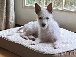 A young small-sized female White / Cream Terrier dog named Haven for adoption in lynnwood , WA