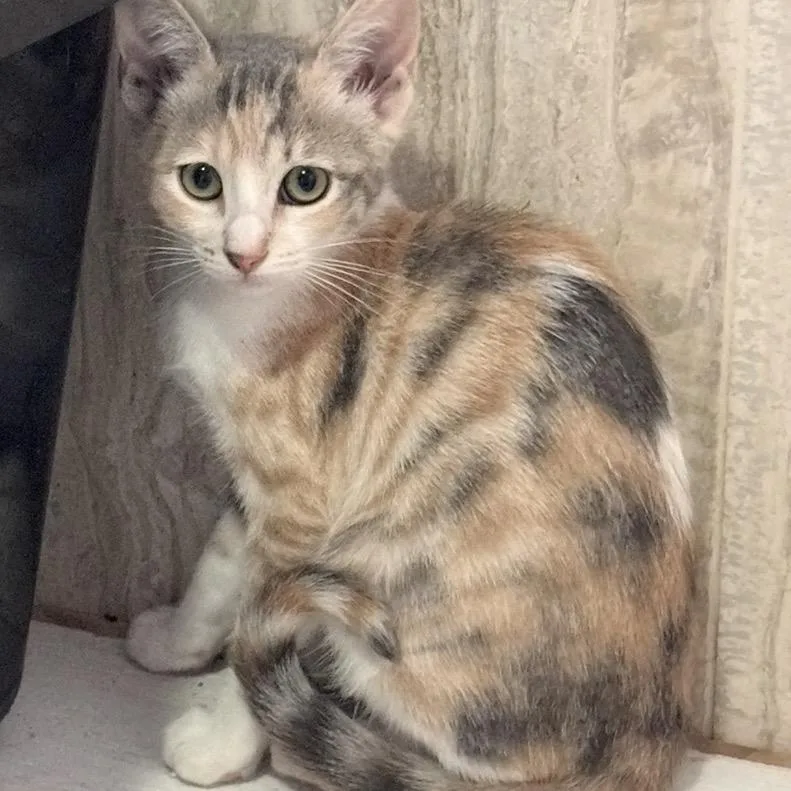 Hummus thumbnail 2