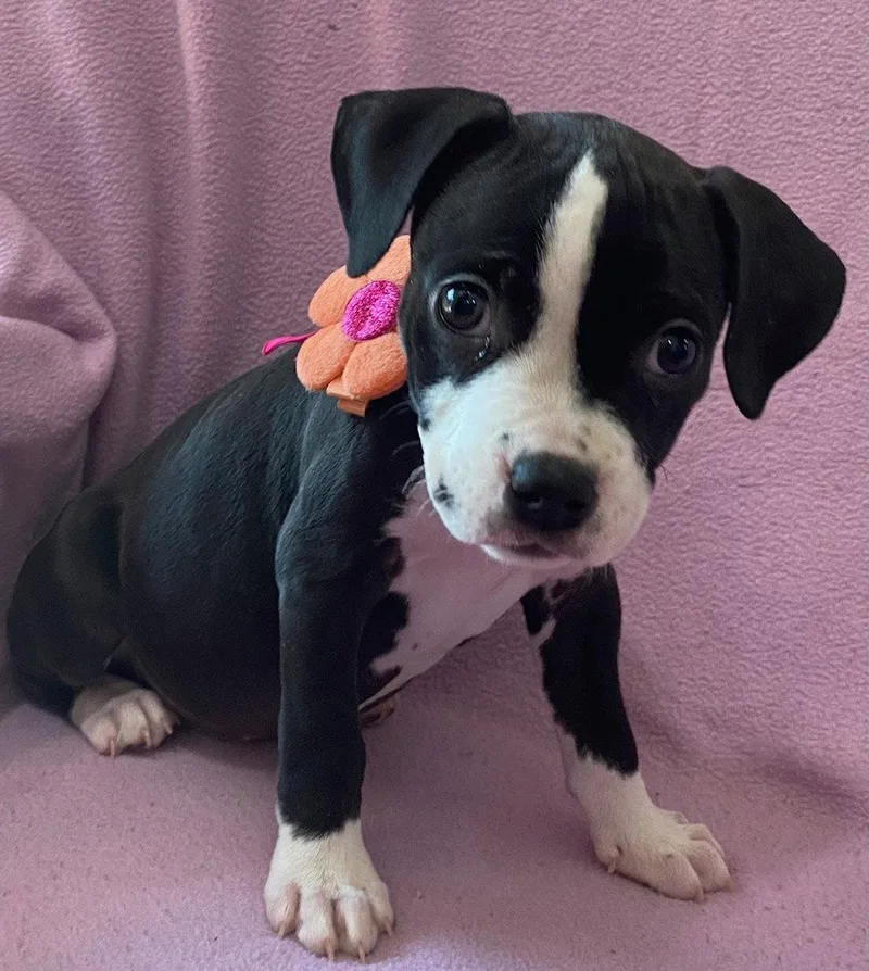 A baby medium-sized female Terrier dog named Blossom for adoption in Newport, KY