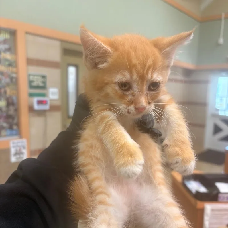 A baby small-sized female Domestic Short Hair cat named Circus Peanut for adoption in Winston-Salem, NC