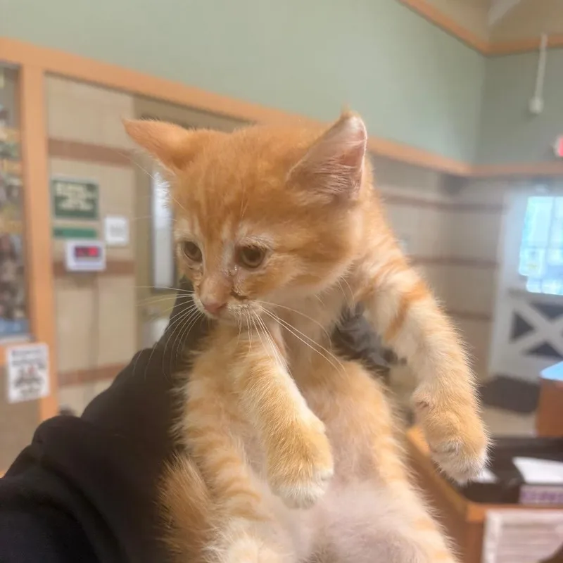 Circus Peanut thumbnail 2