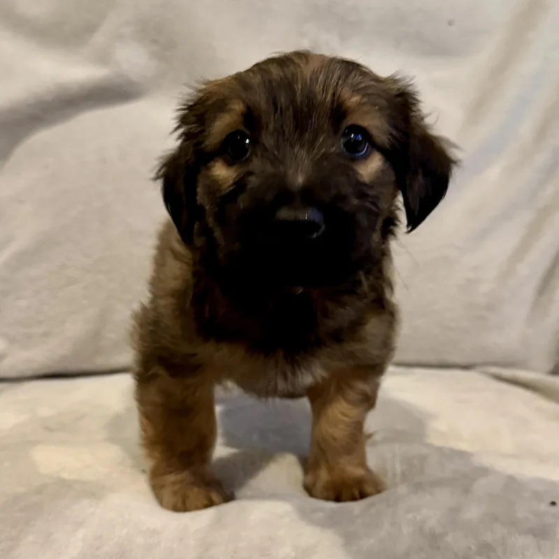 A baby small-sized female Bicolor Border Terrier dog named Rocio for adoption in San Diego, CA
