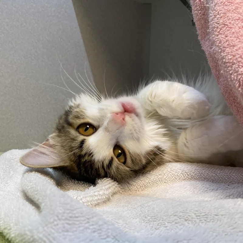 An adult medium-sized female Brown / Chocolate Domestic Medium Hair cat named Saturn for adoption in Pittsburgh, PA