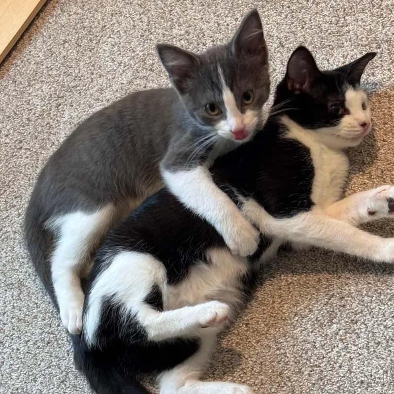 A baby small-sized male Gray / Blue / Silver Domestic Medium Hair cat named Sydney for adoption in Chaska, MN