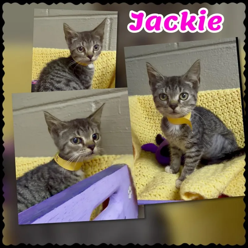 Jackie