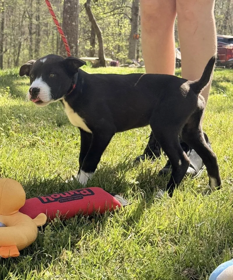A baby small-sized male Terrier dog named Mac for adoption in Locust Fork, AL
