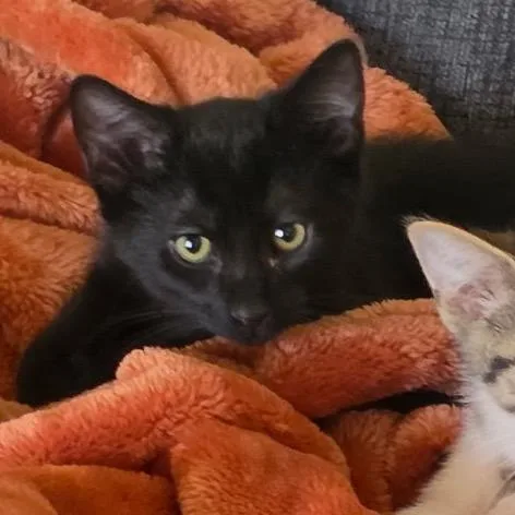 A baby small-sized male Black Domestic Short Hair cat named Gordo for adoption in La Grange, KY