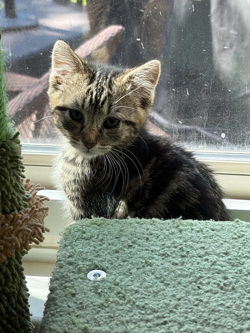 A baby medium-sized female Domestic Short Hair cat named Sparrow for adoption in Warren, NJ