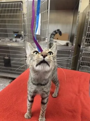 A young medium-sized female Domestic Short Hair cat named Marigold for adoption in Westland, MI