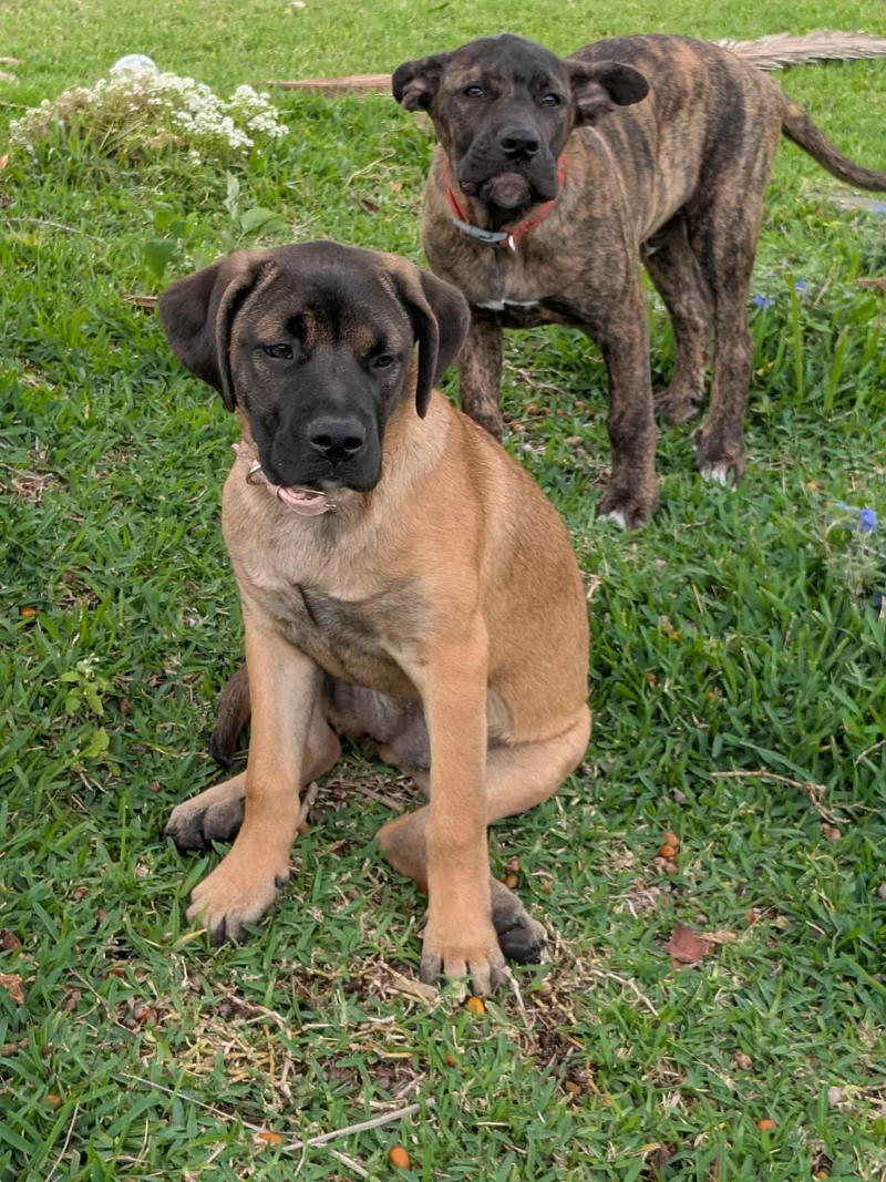 A baby extra large-sized female Bicolor Cane Corso dog named Jenn for adoption in Palm Bay, FL